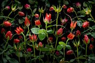 Fragaria rosales van Olaf Bruhn thumbnail