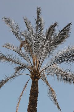 Mallorca- Palmboom | Blauwe lucht, Palmen, Tropische sfeer, Botanisch van beaucoup_de_bisous