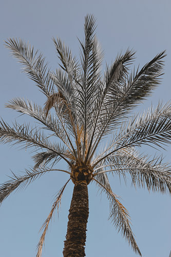 Mallorca- Palme | Blauer Himmel, Palmen, Tropische Atmosphäre, Botanisch