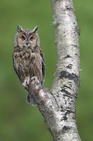 Long-eared Owl (Asio otus)