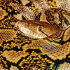Python - Malayopython reticulatus sur Rob Smit