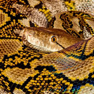 Erwachsene Netzpythonschlange