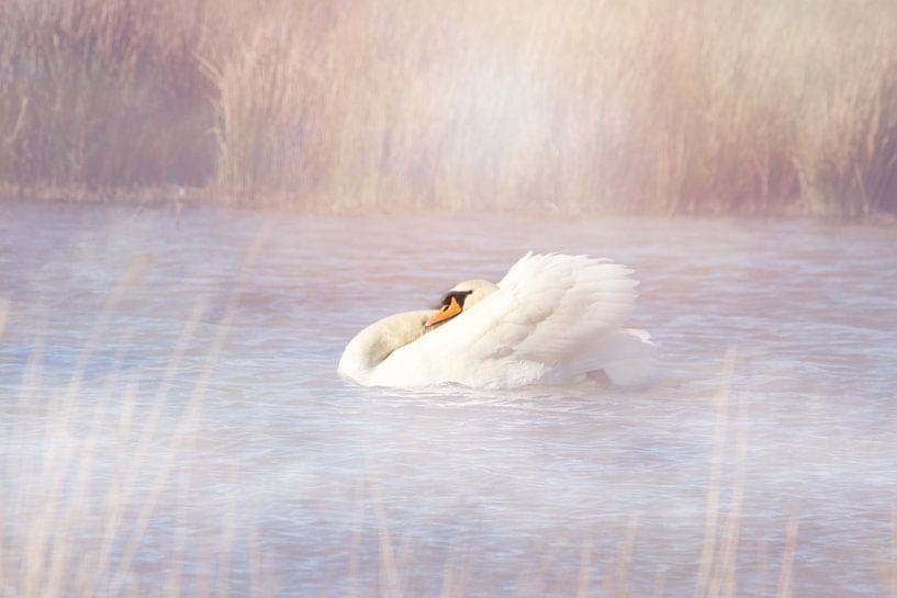 Angry swan in the early morning by Angelique van Vliet