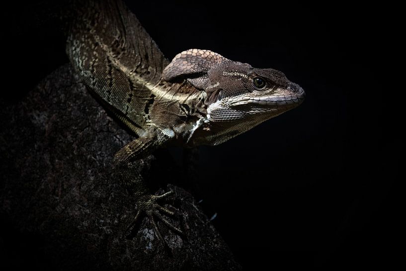 Basilisk von Elles Rijsdijk