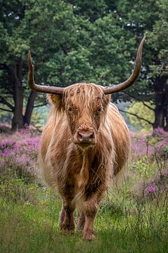 Schotse Hooglander op het bloeiende heide. van Hans Buls Photography