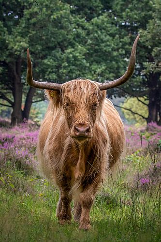 Schotse Hooglander op het bloeiende heide.