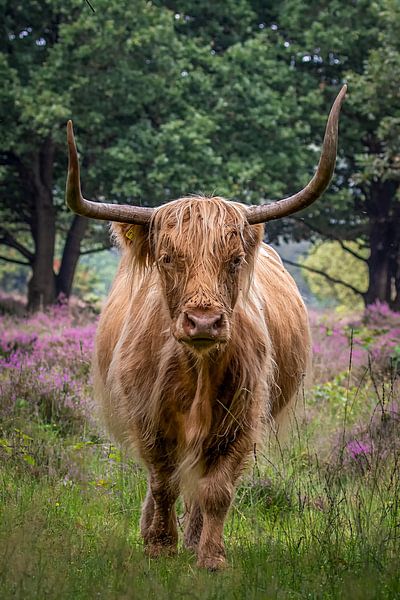 Scottish Highlander on the flowering moorland. by Hans Buls Photography