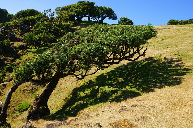 Kromme boom by Michel van Kooten