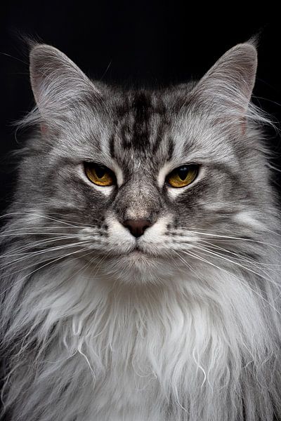 Maine Coon Lion Domestic Cat Maine Coon Wild Cat Breeds As Pets Black House  Cat Unbeatable Breeds
