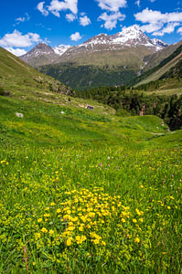 Frühlingshafte Wiese in den Tiroler Alpen in Österreich