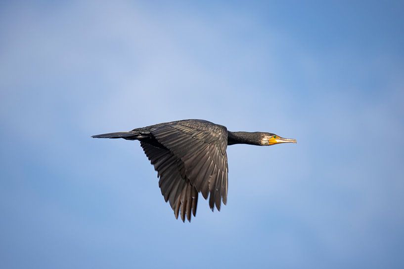 Kormoran im Flug, Phalacrocorax carbo von Gert Hilbink