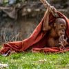 Baby Orang Oetan von Thomas Depauw