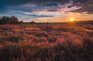 Sunset Loonse and Drunense Dunes with heather II