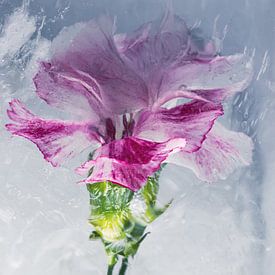 Nelke in Eis 2 von Marc Heiligenstein