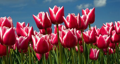 Tulpenseizoen in Nederland