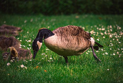 Wilde ganzen, eenden en vogels genieten van de lente op een weelderige groene weide in het kasteelpa
