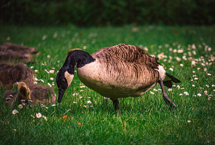Wildgänse, Enten und Vögel genießen den Frühling auf einer Wiese. von Jakob Baranowski - Photography - Video - Photoshop