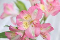 Perfect flowers