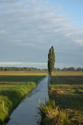 Baum am Wasser
