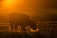 good morning cow by Ton Valk thumbnail