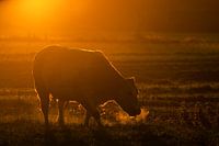 good morning cow
