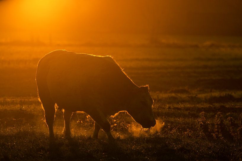 good morning cow by Ton Valk