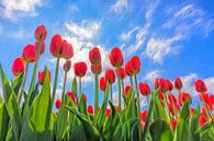 spring with red tulips by eric van der eijk thumbnail