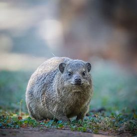 Klipdas in Pretoria van Tom Zwerver