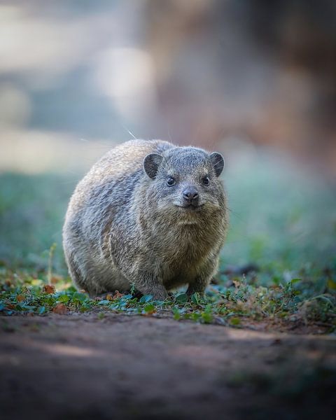 Klippenkrawatte in Pretoria von Tom Zwerver