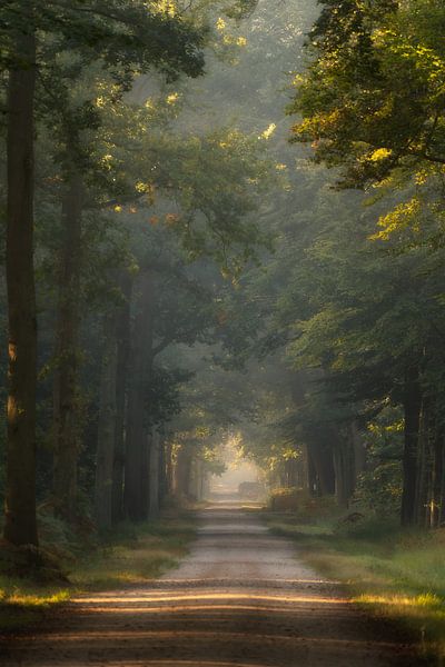 Forest photography &quot;Soft approach&quot; by Björn van den Berg