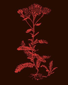 Pflanzen-Silhouette Braun & Rosa