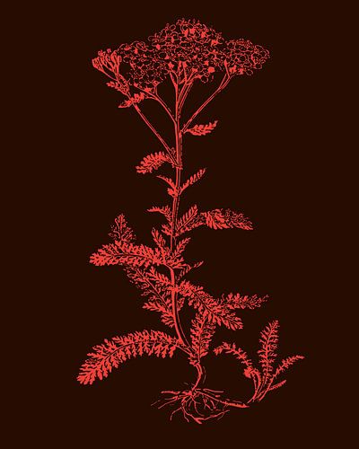 Pflanzen-Silhouette Braun & Rosa