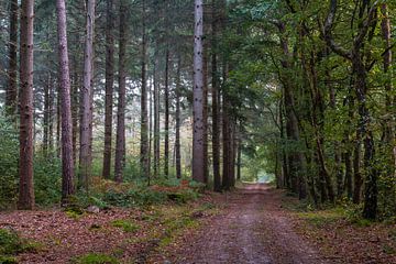 Forest Path Geijsteren van William Mevissen
