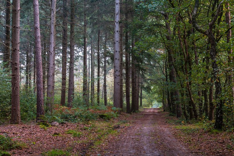 Forest Path Geijsteren van William Mevissen