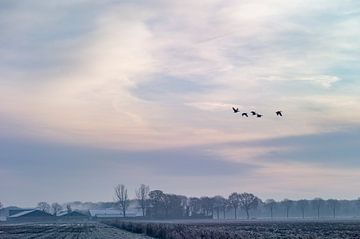 Een Nederlandse en Brabantse boerderij op een winterochtend met vergezicht een vlucht ganzen. van John Quendag