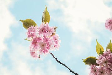 Japanse kers in bloei van tim eshuis