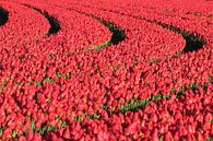 Rode tulpen - tulpenveld van Ronald Smits thumbnail