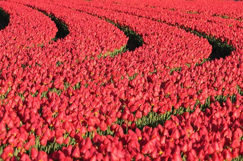 Rode tulpen - tulpenveld