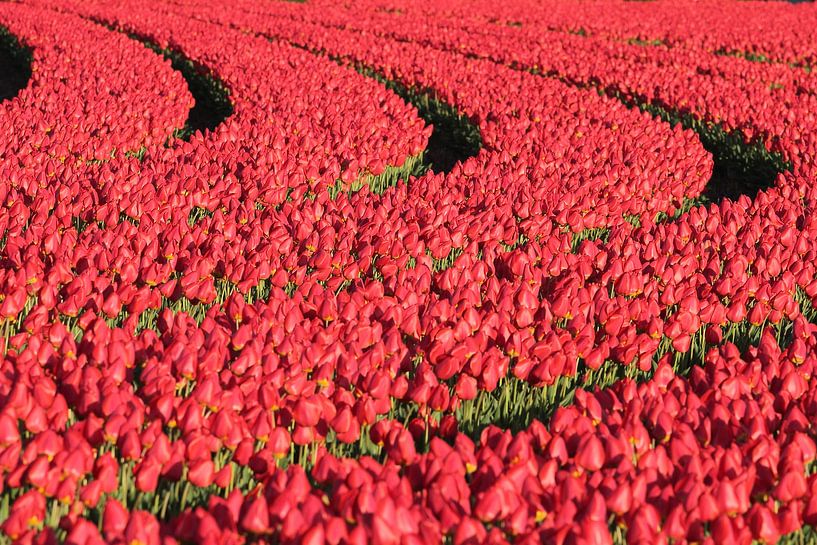 Field with red tulips by Ronald Smits