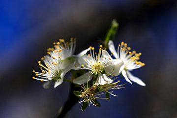 bloesem in de lente van Hans Vos Fotografie