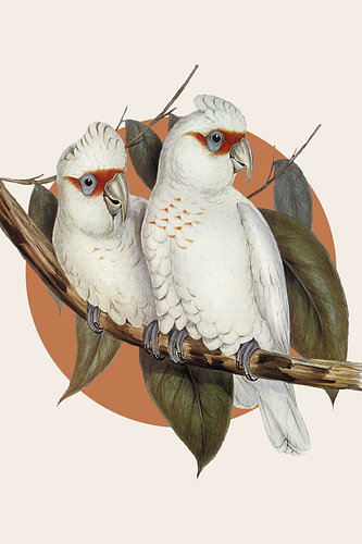 Gould's Corellas in Coral von Marja van den Hurk