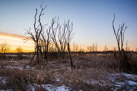 goldener Morgen von Bart Liesenborgs