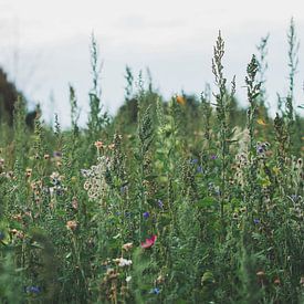 Wildflowers van iris hensen