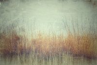 Riet in bevroren vijver