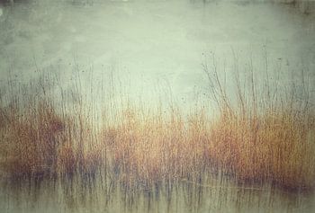 Reeds in frozen pond