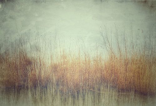 Reeds in frozen pond by fb-fotografie