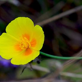 Gelbe Nachtmütze mit orangefarbenem Akzent von Ivonne Fuhren-van de Kerkhof