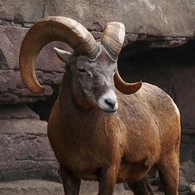 Dikhoornschaap : Koninklijke Burgers' Zoo van Loek Lobel