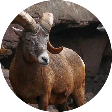 Dikhoornschaap : Koninklijke Burgers' Zoo van Loek Lobel