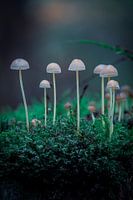 Paddenstoelen in het bos